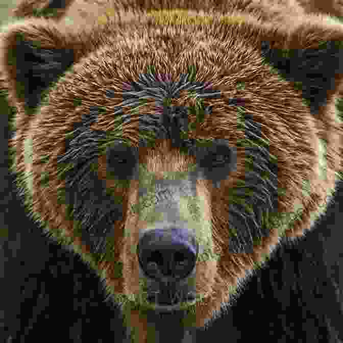 A Close Up Portrait Of A Majestic Grizzly Bear, Its Brown Fur Shimmering In The Sunlight Bear Meets Girl (The Pride 7)