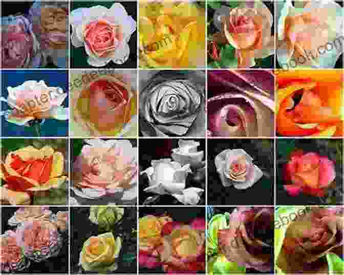 A Collage Of Images Showing The Wild Rose In Different Seasons Wild Rose: A Photo Essay