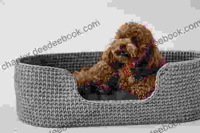 A Crocheted Dog Bed With A Cozy And Comfortable Design, Providing A Perfect Spot For Your Furry Friend To Curl Up And Rest. Knitted Cats Dogs: Over 30 Patterns For Cute Kitties And Perfect Pooches