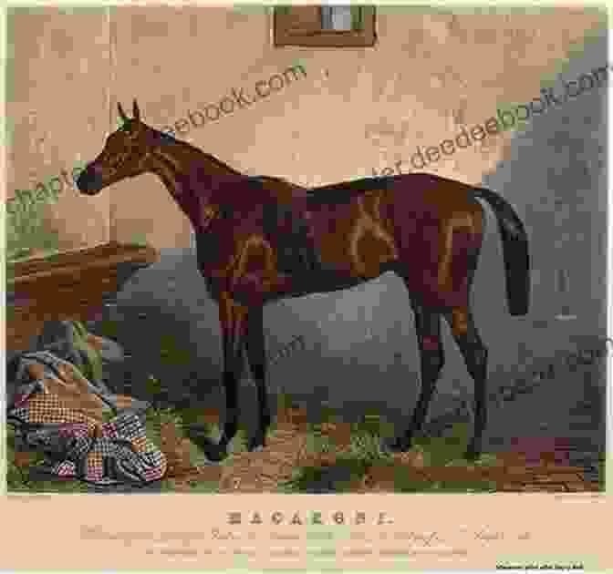 A Depiction Of Macaroni Boy Riding A Horse In A Race Macaroni Boy Katherine Ayres