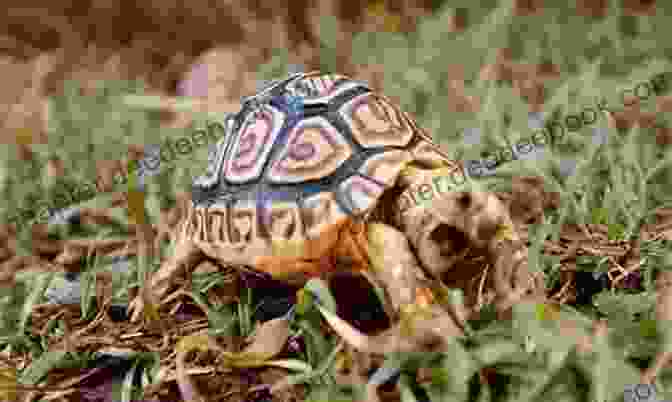 A Leopard Tortoise Eating A Leaf. LEOPARD TORTOISE CARE: The Complete Owners Guide