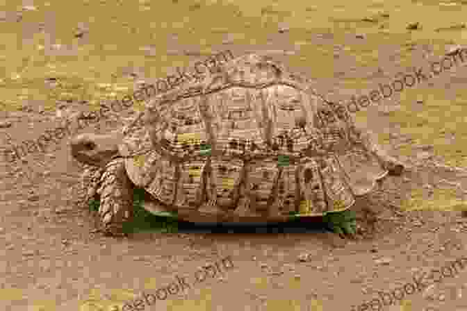 A Leopard Tortoise In Its Habitat. LEOPARD TORTOISE CARE: The Complete Owners Guide