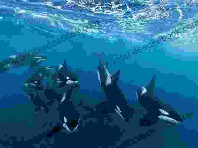 A Pod Of Orcas Swimming In An Orca Current Sewer Rats (Orca Currents) Sigmund Brouwer