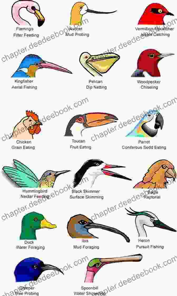 A Variety Of Bird Adaptations, Including Wings, Feathers, And Beaks I Opened My Mouth To Vomit But All I Got Were Words: The Burd Chronicles Volume 2