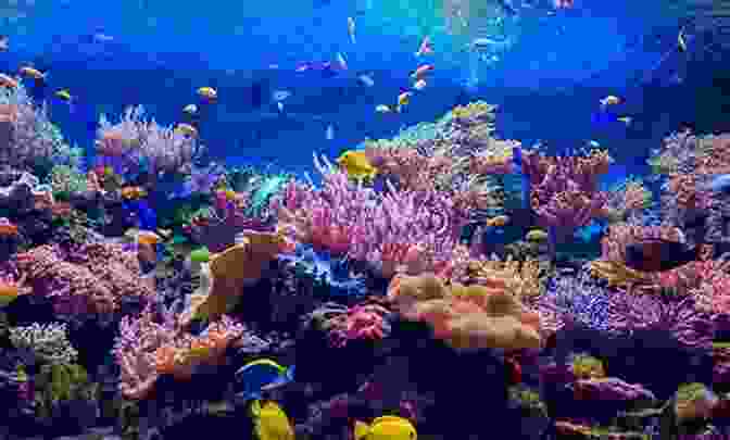 A Vibrant And Colorful Coral Reef Aquarium, Showcasing A Diverse Array Of Coral Species. Successful Aquarium Coral Set Up For Beginners And Novices