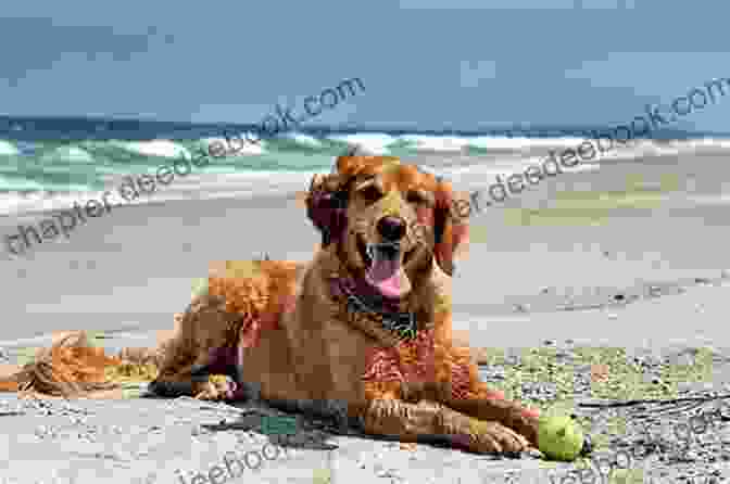 Buddydog Playing With Other Dogs On A Dog Friendly Beach Buddydog Goes On Vacation To Sanibel Captiva Islands Florida (Buddydog Adventure Learning 7)