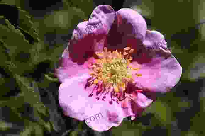 Close Up Of A Wild Rose, Its Petals Releasing A Sweet Fragrance Wild Rose: A Photo Essay