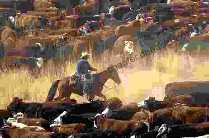 Cowboys Rounding Up A Herd Of Cattle Harry Goes On A Cattle Drive (Harry S Adventures 5)