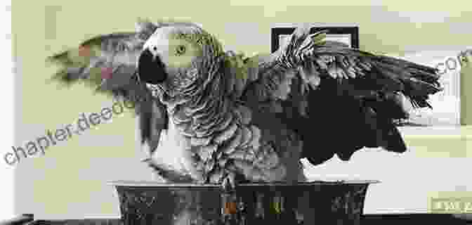 Pickles The African Grey Parrot Cuddling With A Child Pickles The Parrot A Humorous Look At Life With An African Grey