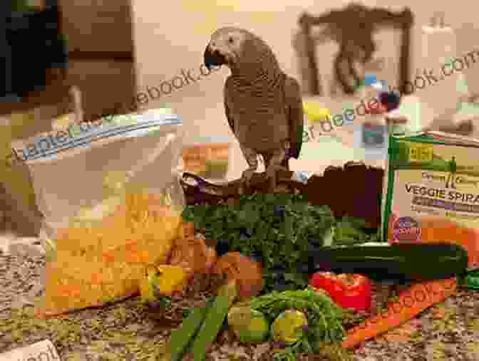 Pickles The African Grey Parrot Eating Popcorn Pickles The Parrot A Humorous Look At Life With An African Grey