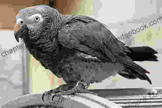 Pickles The African Grey Parrot Perched On Her Owner's Shoulder, Looking Amused Pickles The Parrot A Humorous Look At Life With An African Grey