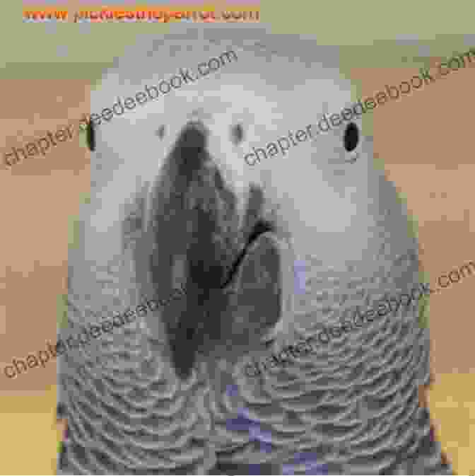 Pickles The African Grey Parrot Pretending To Be A Dinosaur, Stomping Around The House And Roaring Pickles The Parrot A Humorous Look At Life With An African Grey
