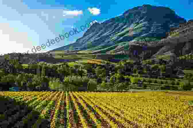 Rows Of Vineyards Against The Background Of Stellenbosch Mountains Seven Months In South Africa