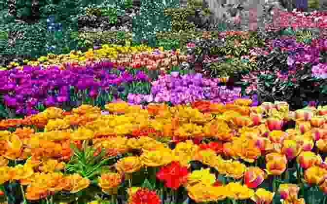 Vibrant Flower Garden With A Wide Array Of Colors And Blooming Flowers Silicon Valley Travel Guide With 100 Landscape Photos